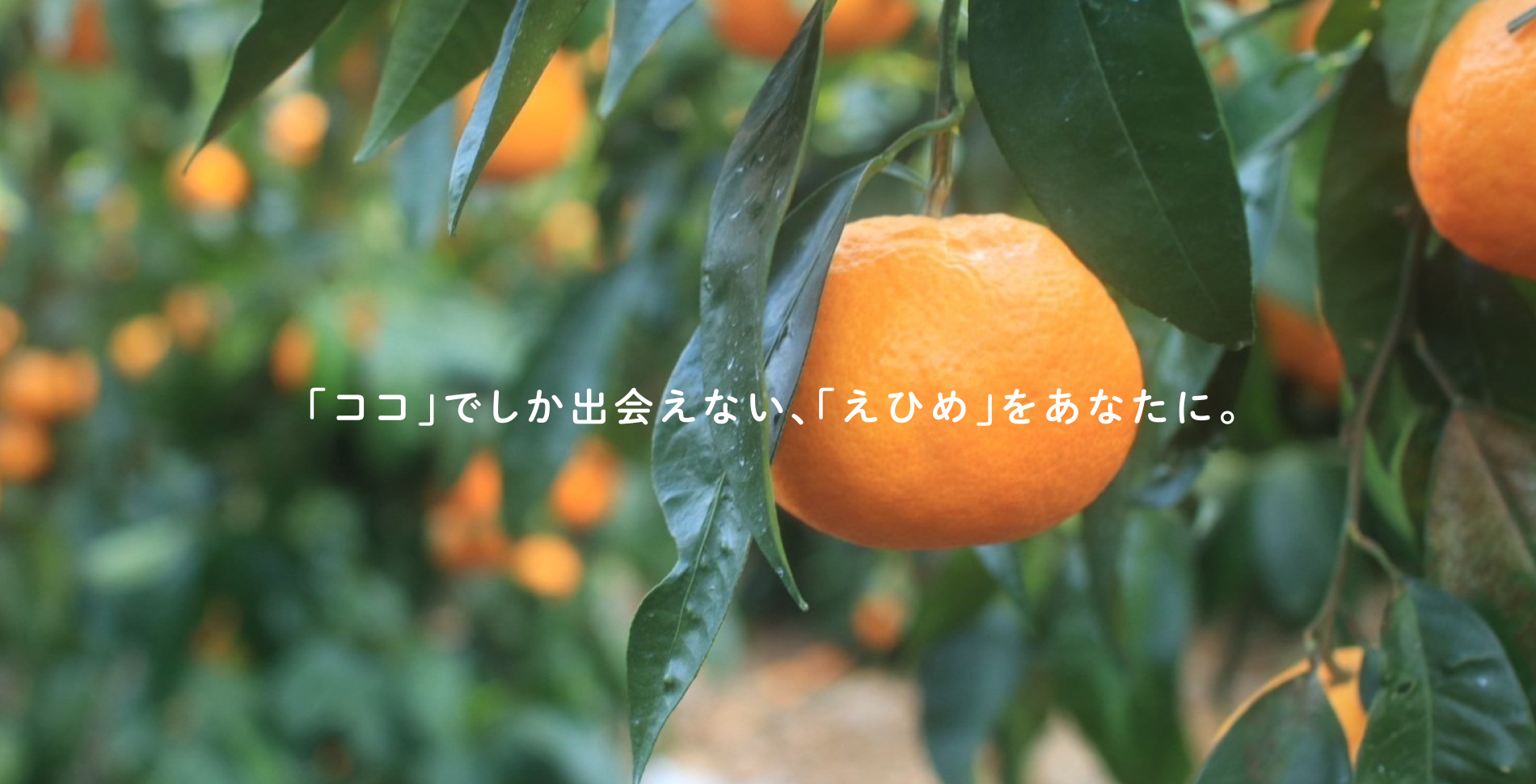 みかんページ 000000002350_1_R06IXX6.jpg